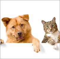 Cats & Dogs Products Cats & Dogs Products
