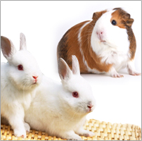Rabits & Rodents Products Rabits & Rodents Products