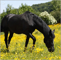 Equine Products Equine Products