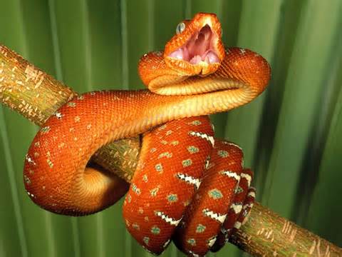 Reptile Reptile