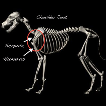 Veterinary Orthopedic Veterinary Orthopedic